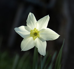 Obraz na płótnie Canvas white daffodil on a dark background