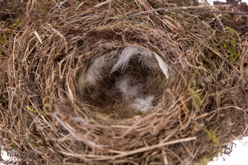 Closeup of natural bird nest with small feathers