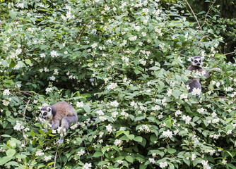 The ring-tailed lemurs,Lemur catta, known as maky or maki, on the blossom tree in springtime