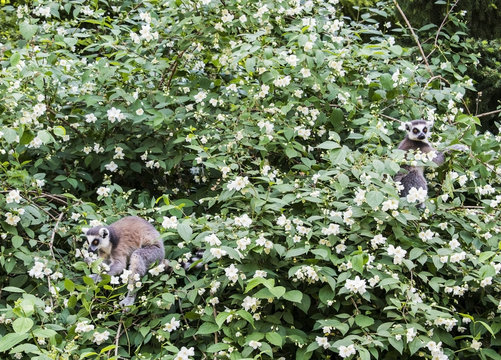 The ring-tailed lemurs,Lemur catta, known as maky or maki, on the blossom tree in springtime