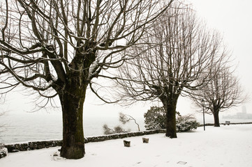 Snow near the trees.