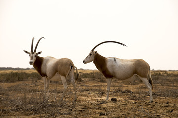 Oryx algazelle, Oryx dammah
