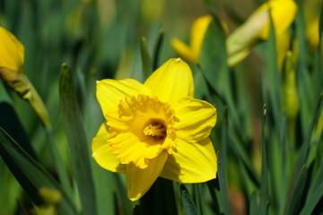 Fototapeta premium Yellow daffodils