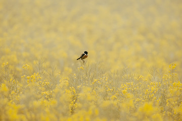 Kląskawka (Saxicola rubicola)  © arek0michalak