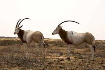 Oryx algazelle, Oryx dammah