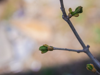 Green bud in spring. Selective focus with shallow depth of field.