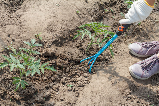 Farmer is loosening soil around the tomato bush using hand garden rake