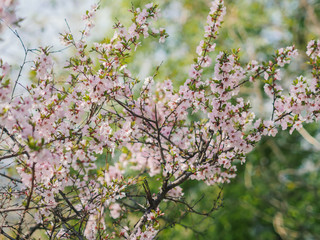 Obraz premium Cherry blossoms. Selective focus with shallow depth of field.