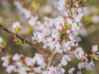 Cherry blossoms. Selective focus with shallow depth of field.
