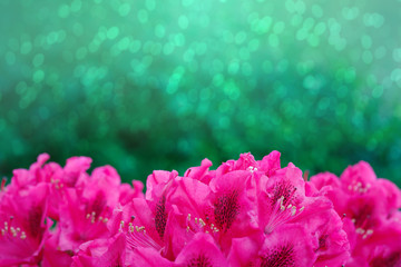 Fototapeta na wymiar Red Azaleas flowers background.