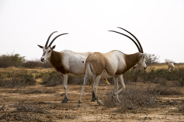 Oryx algazelle, Oryx dammah
