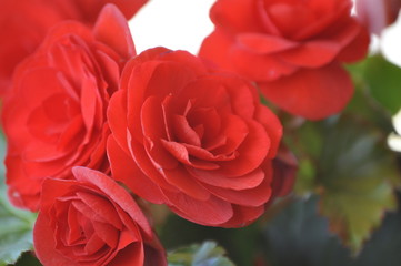 primavera 3