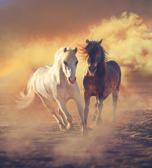 Chestnut and white pony run on the sand in the dust on the sunset clouds background