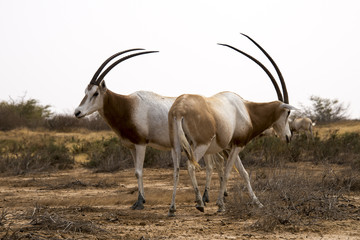 Oryx algazelle, Oryx dammah