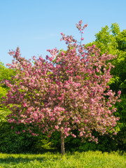 Tree blossoms in a city park