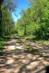Forest path with shadow structures