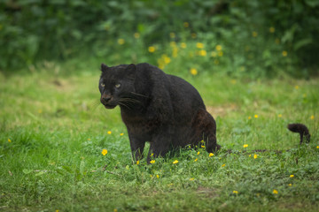 Obraz na płótnie Canvas Black Panther Animal
