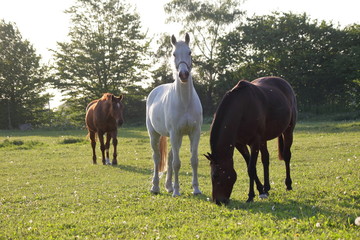 Three horses brown white black in mystical mood