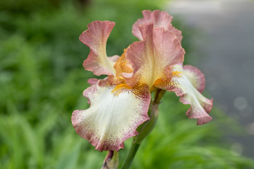 Iris Beauty