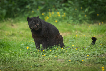 Fototapeta premium Black Panther Animal