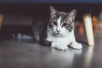 Chat tigré blanc couché