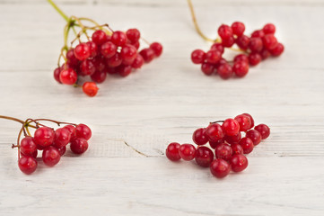 Four bunches of fresh ripe red rowan on twig scattered on old worn weathered white wooden table