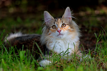 Naklejka na ściany i meble Norwegian forest cat kitten is spending time in shadows