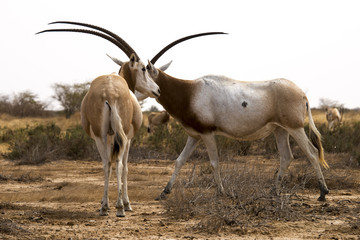 Oryx algazelle, Oryx dammah
