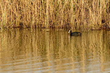 coot out of reeds in nature oasis at lagoon, Volano, Italy