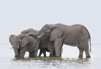 Fototapeta na wymiar Elephants are swimming in the water