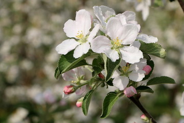 Apple trees in Bloom, Apfelbäume in Blüte