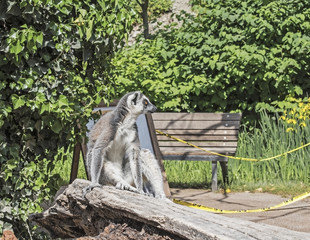 Single ring-tailed lemur catta sitting on a tree