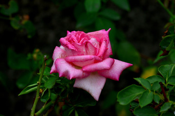 Pretty rose