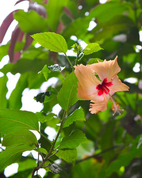 Peach Hibiscus