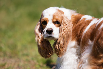 spaniel dog on the grass
