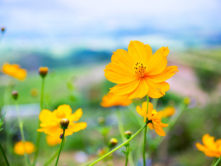 Fototapeta premium Yellow Cosmos in Mountain background