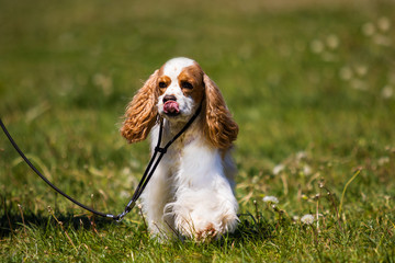 spaniel dog on the grass