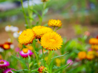 Yellow Straw flower, Everlasting in green background