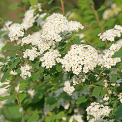 Spierstrauch, Spiraea, Brautspiere, Schneespiere