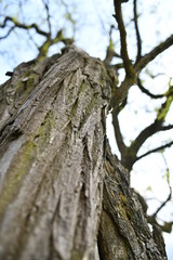 Alter Baum im Frühling