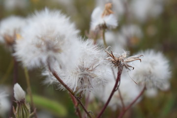 Outdoors dandelion plant