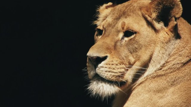 lioness looks on a black background