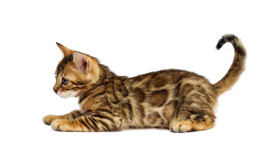 kitten on white background