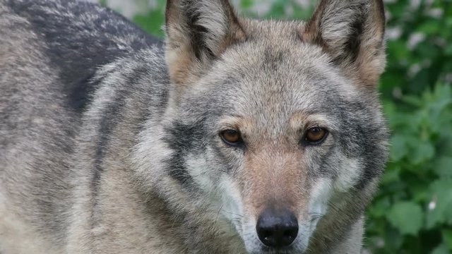 Gray wolf looks, close-up 