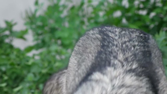 Gray wolf, close-up 