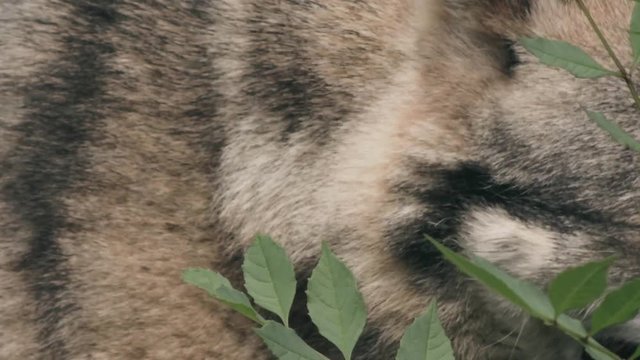 Gray wolf  looking for, close-up 