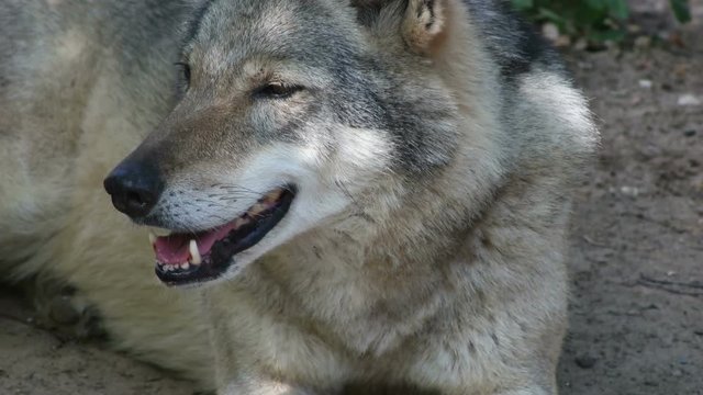 gray wolf lies, close-up

