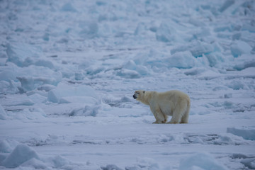 Naklejka na ściany i meble Polar bear of Spitzbergen (Ursus maritimus)