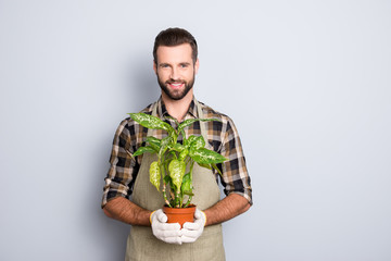 Portrait of cheerful brunet  florist with stubble in shirt and apron showing, having house plant,...