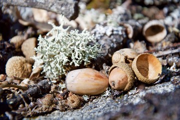 Lichen and acorns
